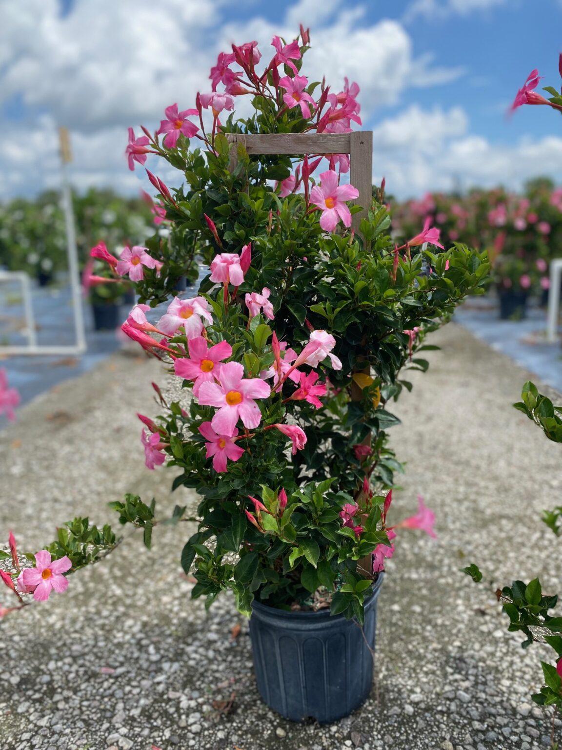 Mandevilla X Peach Trellis - View 5 from www redcrocus com