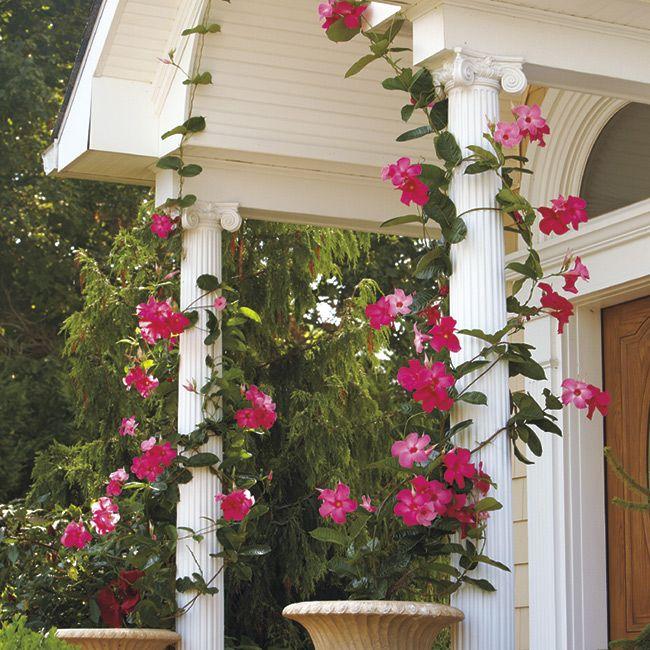 Mandevilla X Peach Trellis - View 6 from www redcrocus com