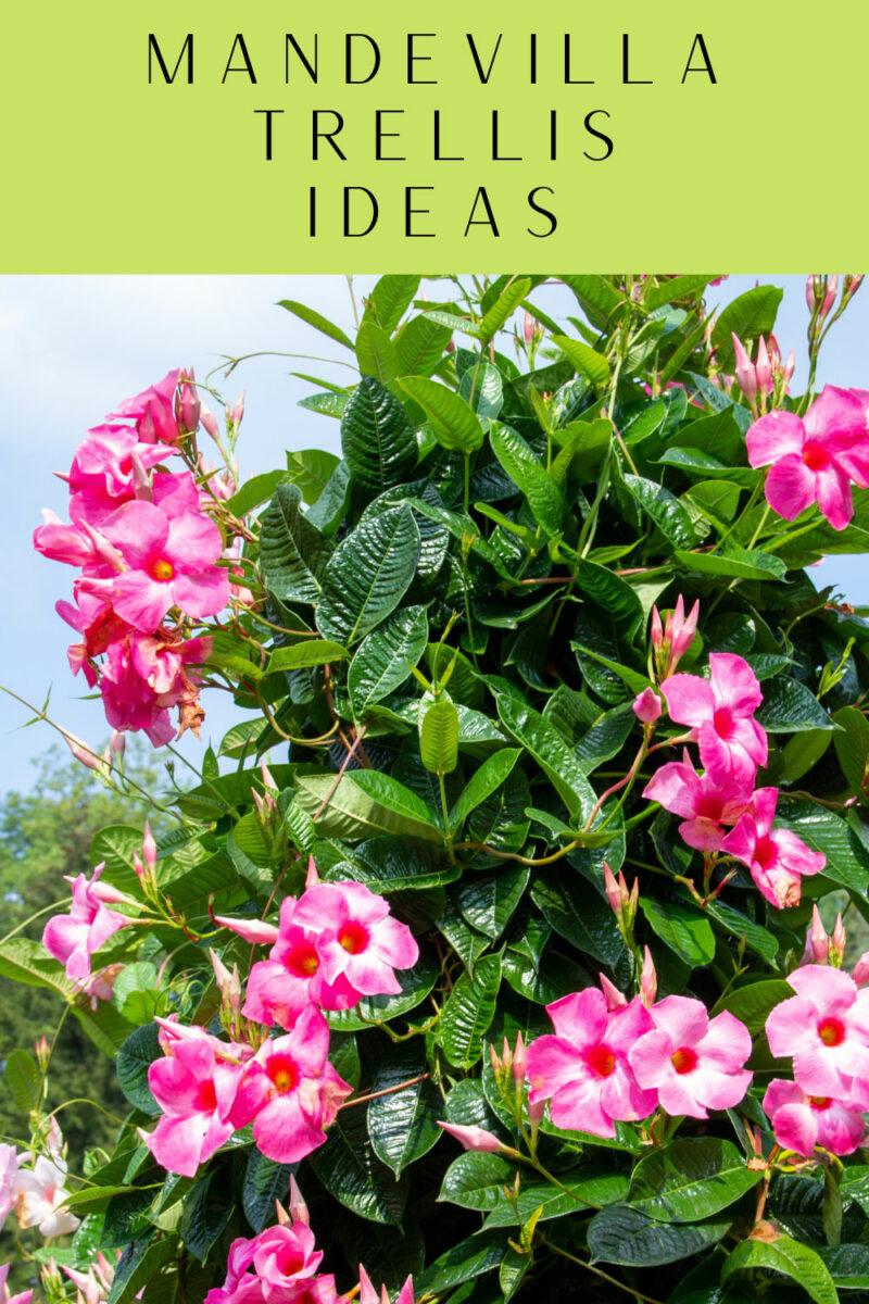 Mandevilla X Peach Trellis - View 8 from www redcrocus com