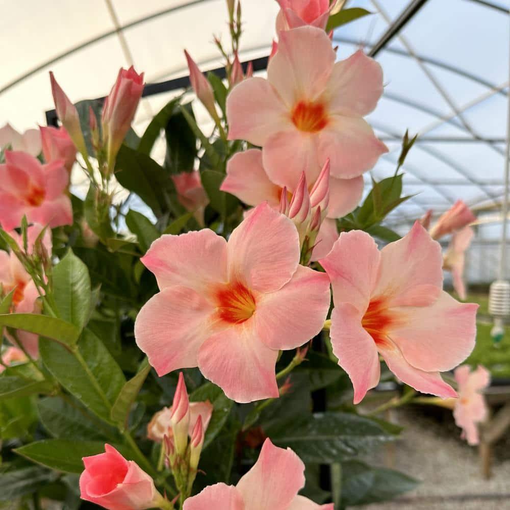 Mandevilla X Peach Trellis - View 11 from www redcrocus com