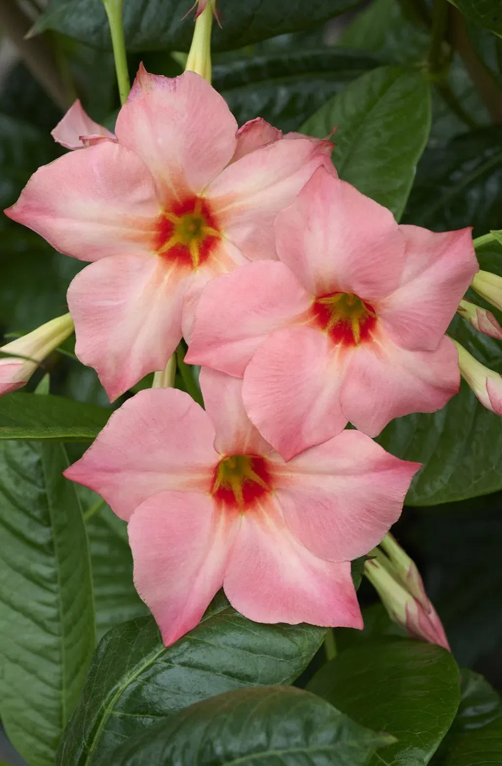 Mandevilla X Peach Trellis - View 12 from www redcrocus com