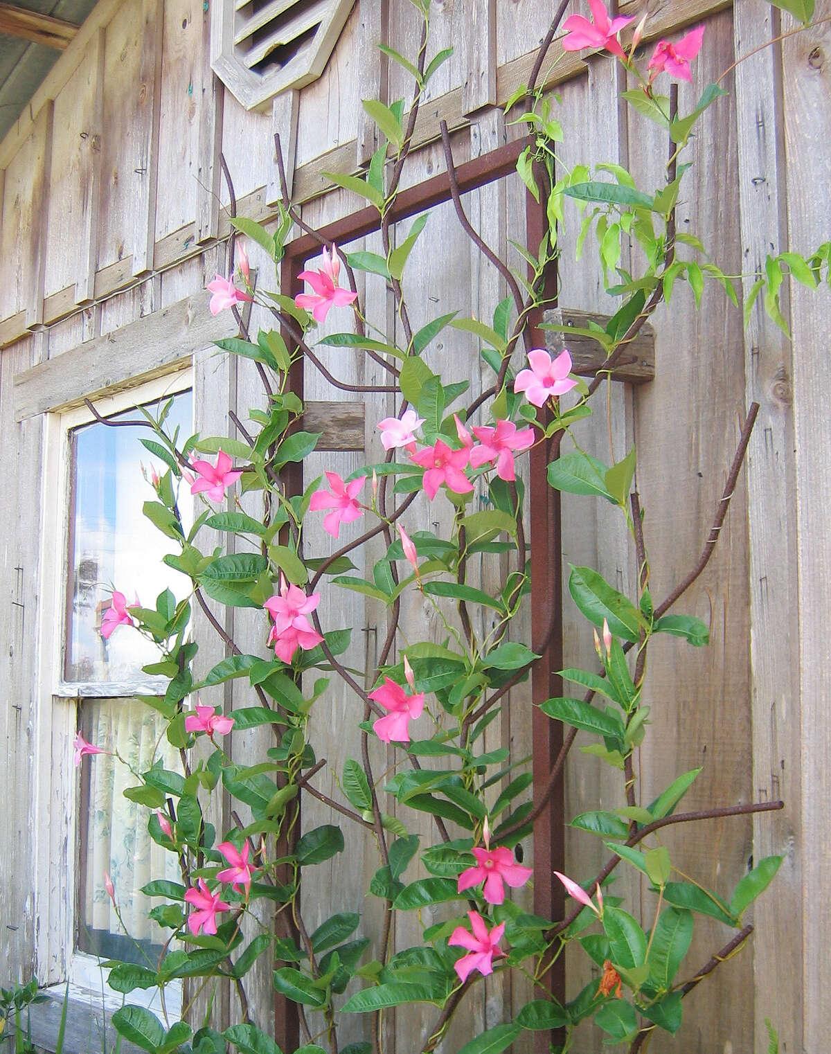 Mandevilla X Peach Trellis - View 15 from www redcrocus com