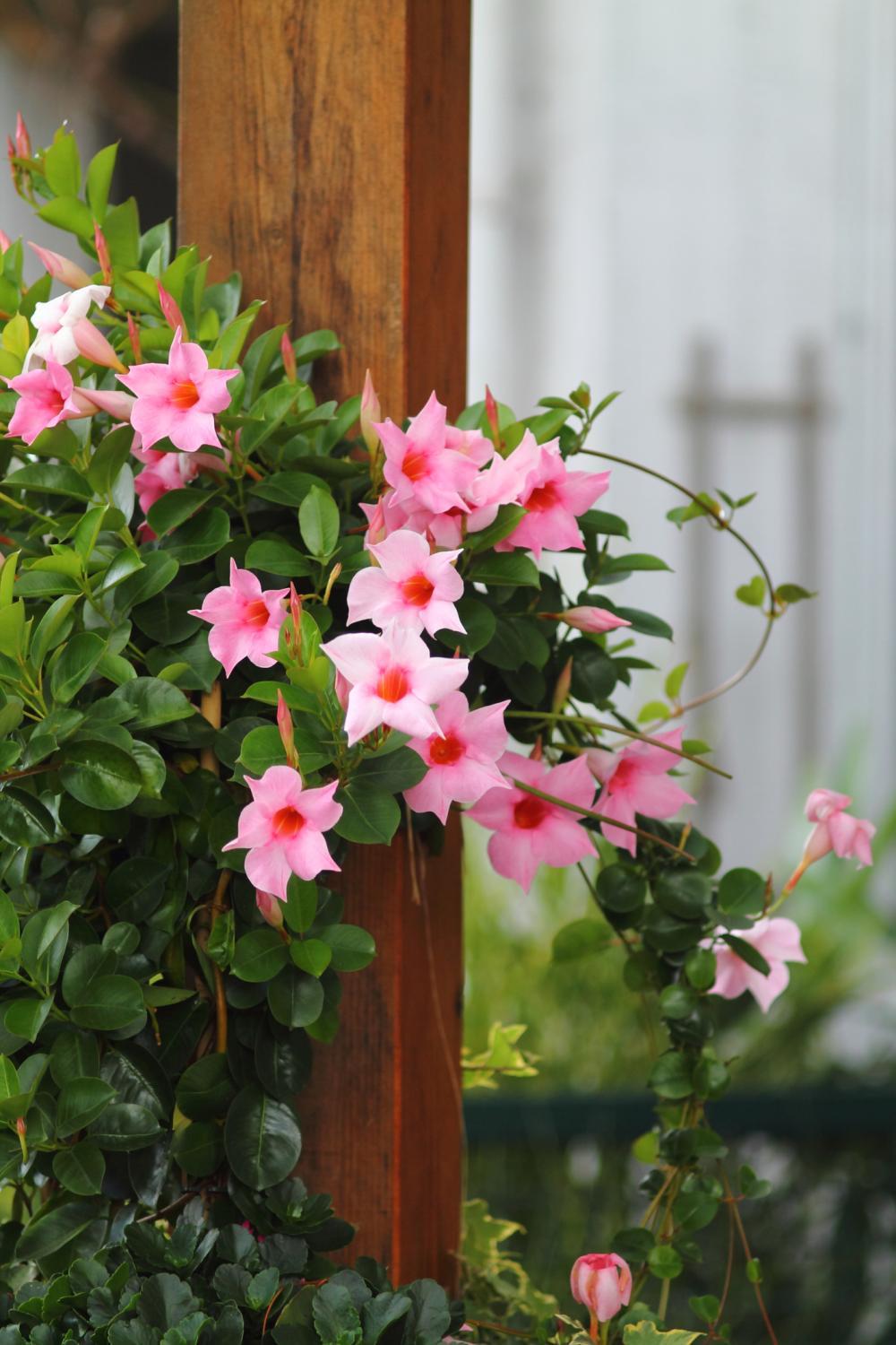 Mandevilla X Peach Trellis - View 16 from www redcrocus com