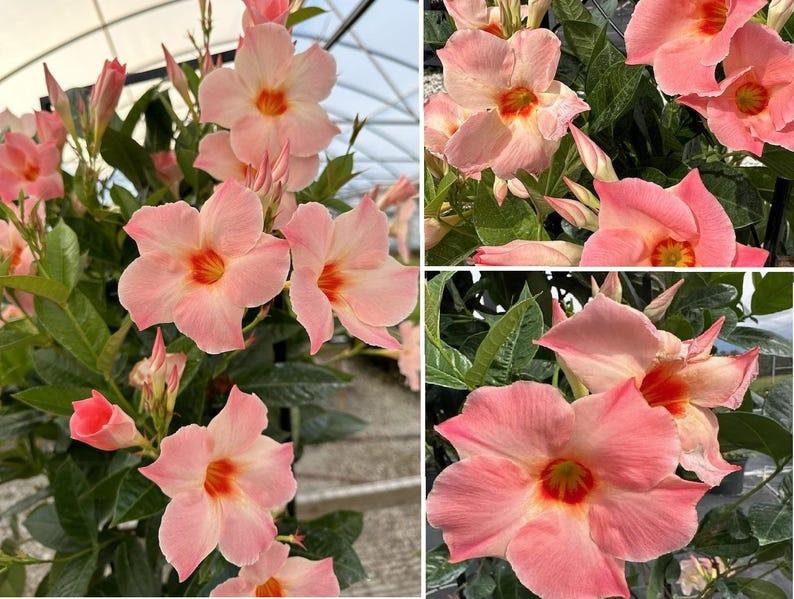 Mandevilla X Peach Trellis - View 7 from www redcrocus com