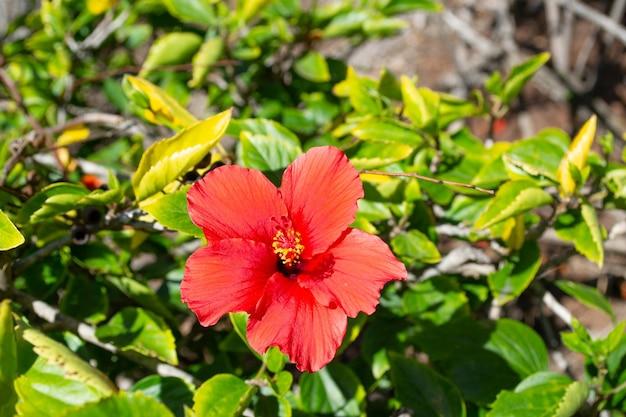 Hibiscus Bush Orange - View 12 from www redcrocus com