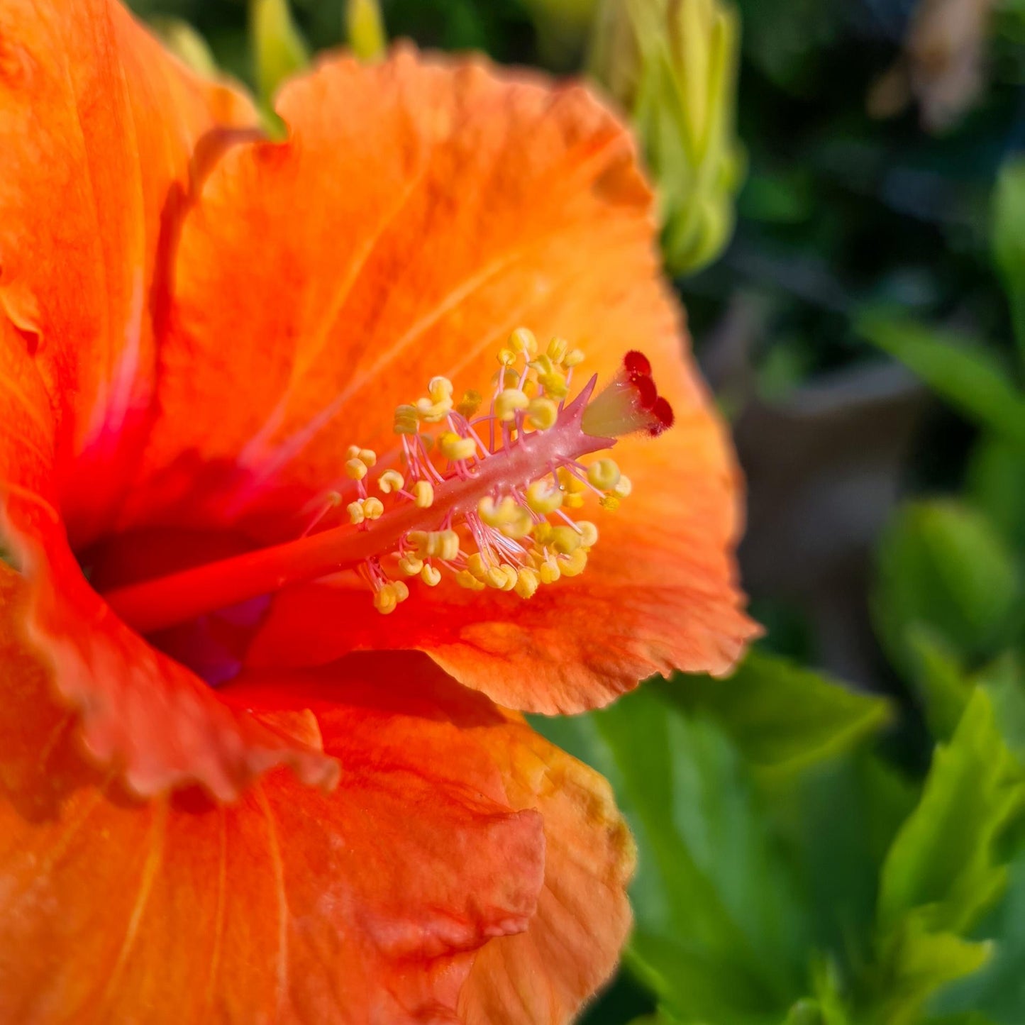 Hibiscus Bush Orange - View 14 from www redcrocus com