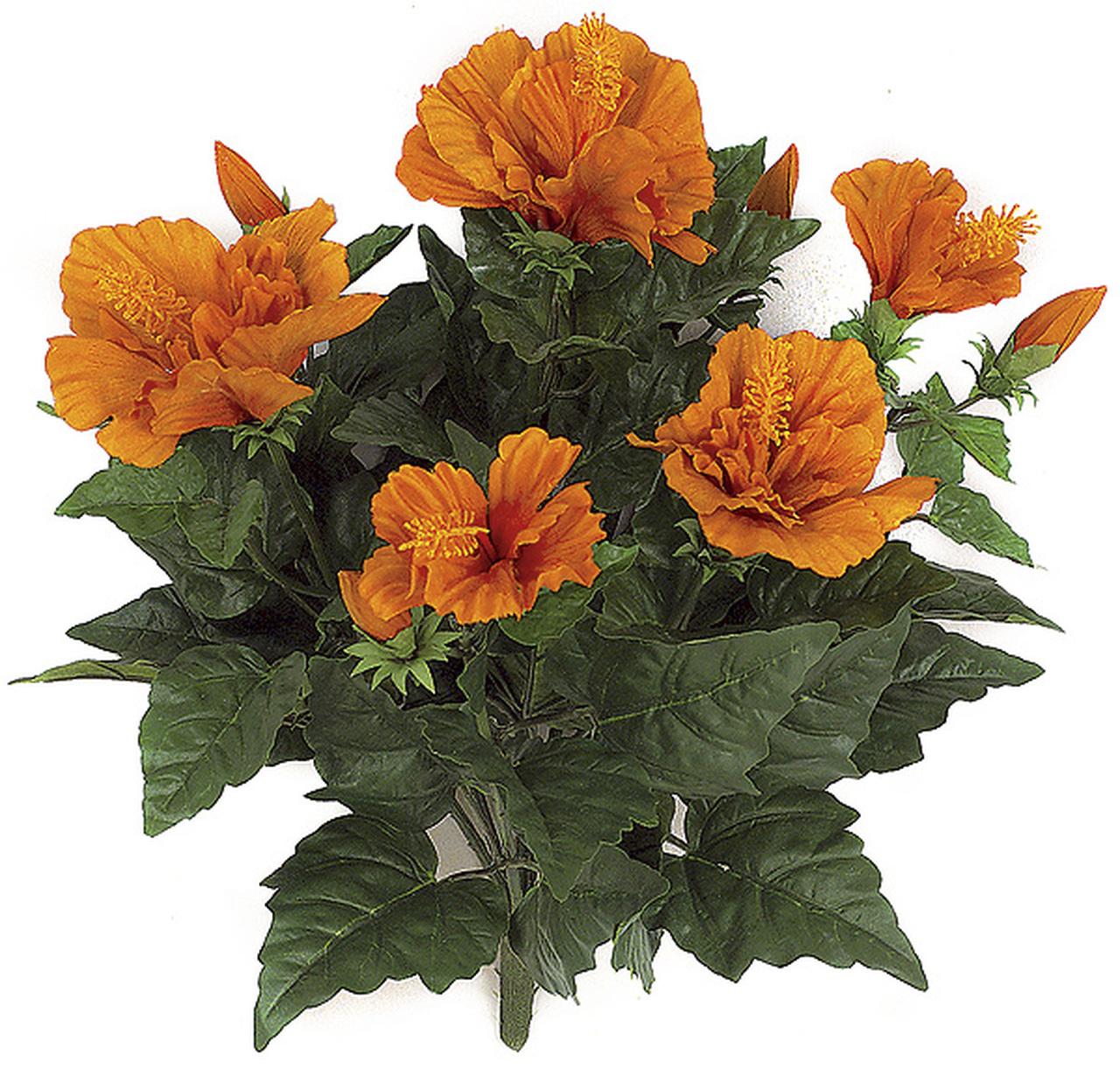 Hibiscus Bush Orange - View 16 from www redcrocus com