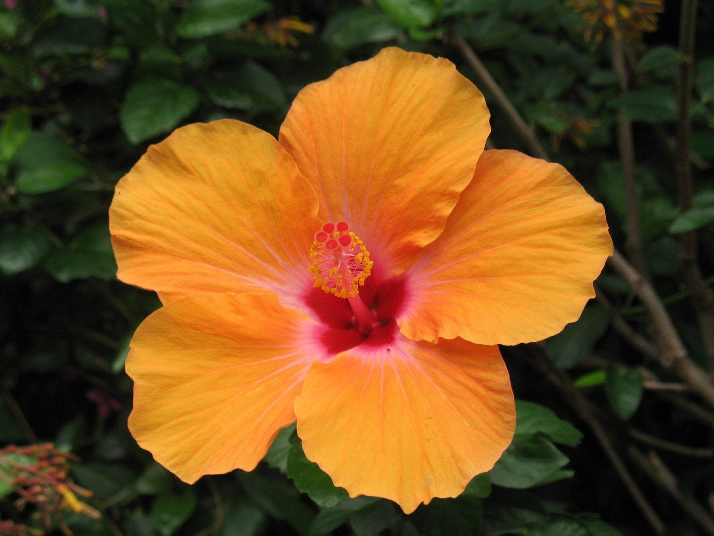 Hibiscus Bush Orange - View 17 from www redcrocus com