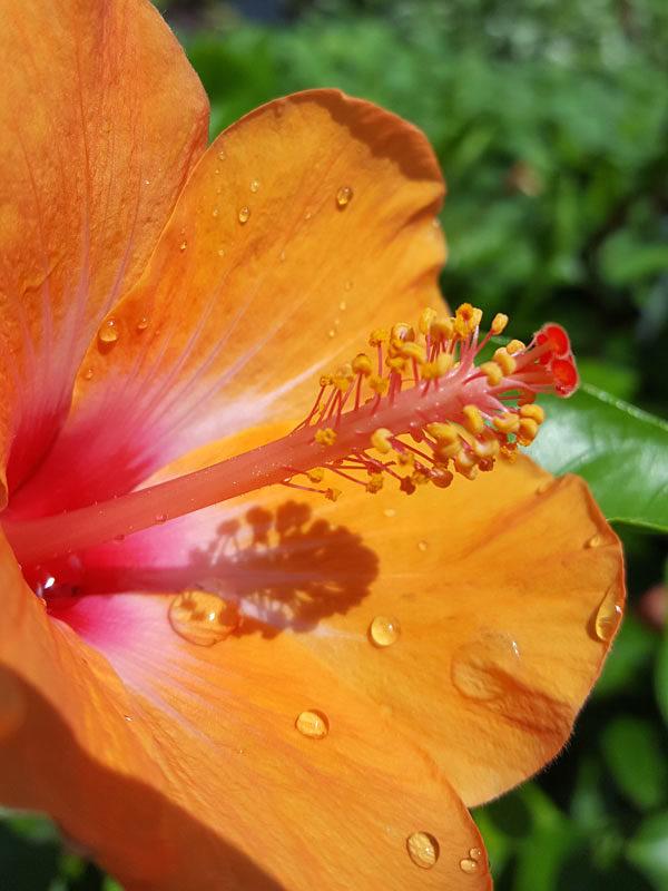 Hibiscus Bush Orange - View 19 from www redcrocus com