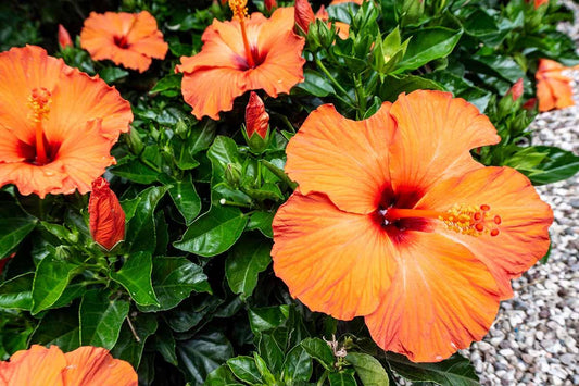 Hibiscus Bush Orange - View 1 from www redcrocus com