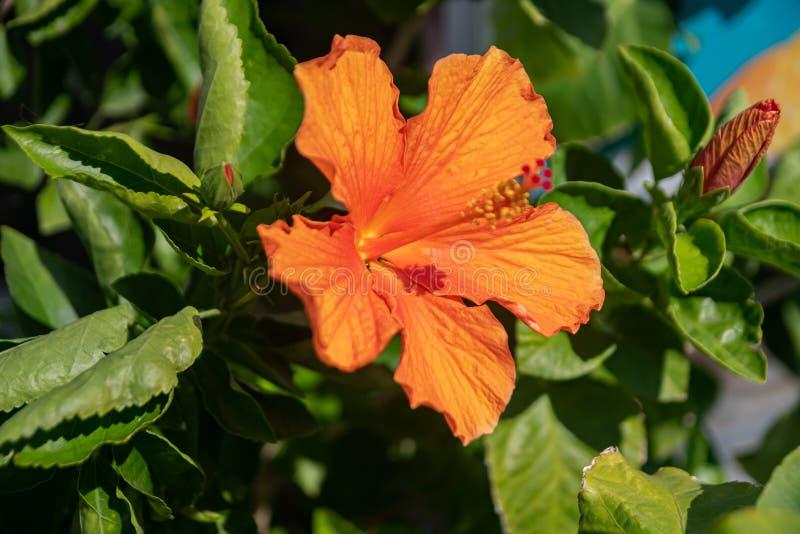Hibiscus Bush Orange - View 20 from www redcrocus com