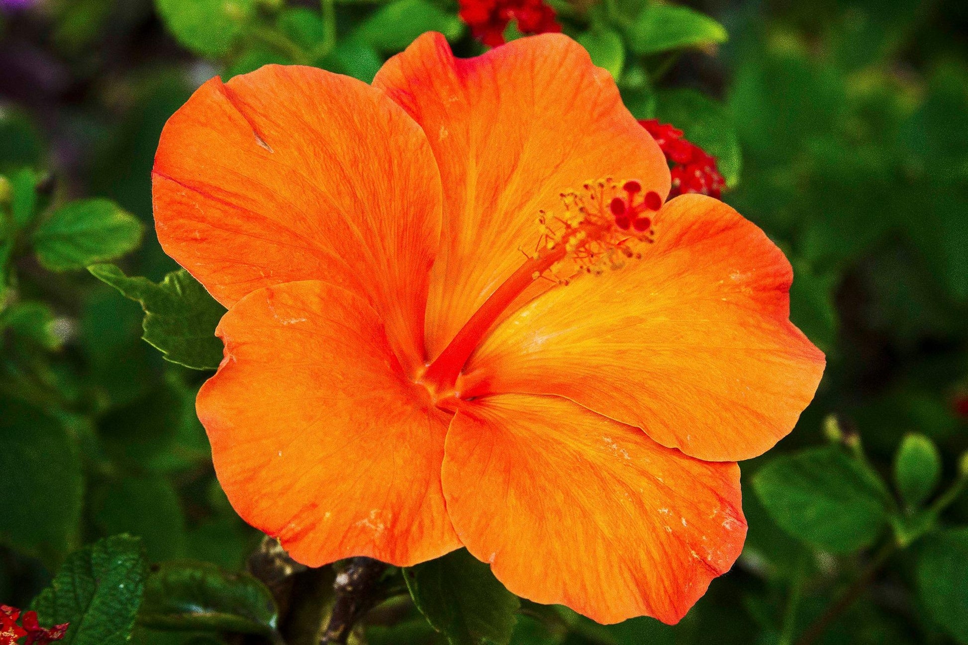 Hibiscus Bush Orange - View 5 from www redcrocus com