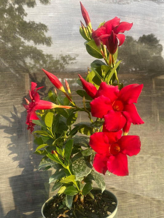Dipladenia, Assorted Dip W Dracaena - View 1 from www redcrocus com
