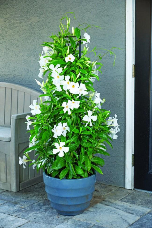 Mandevilla, White, Teepee - View 1 from www redcrocus com
