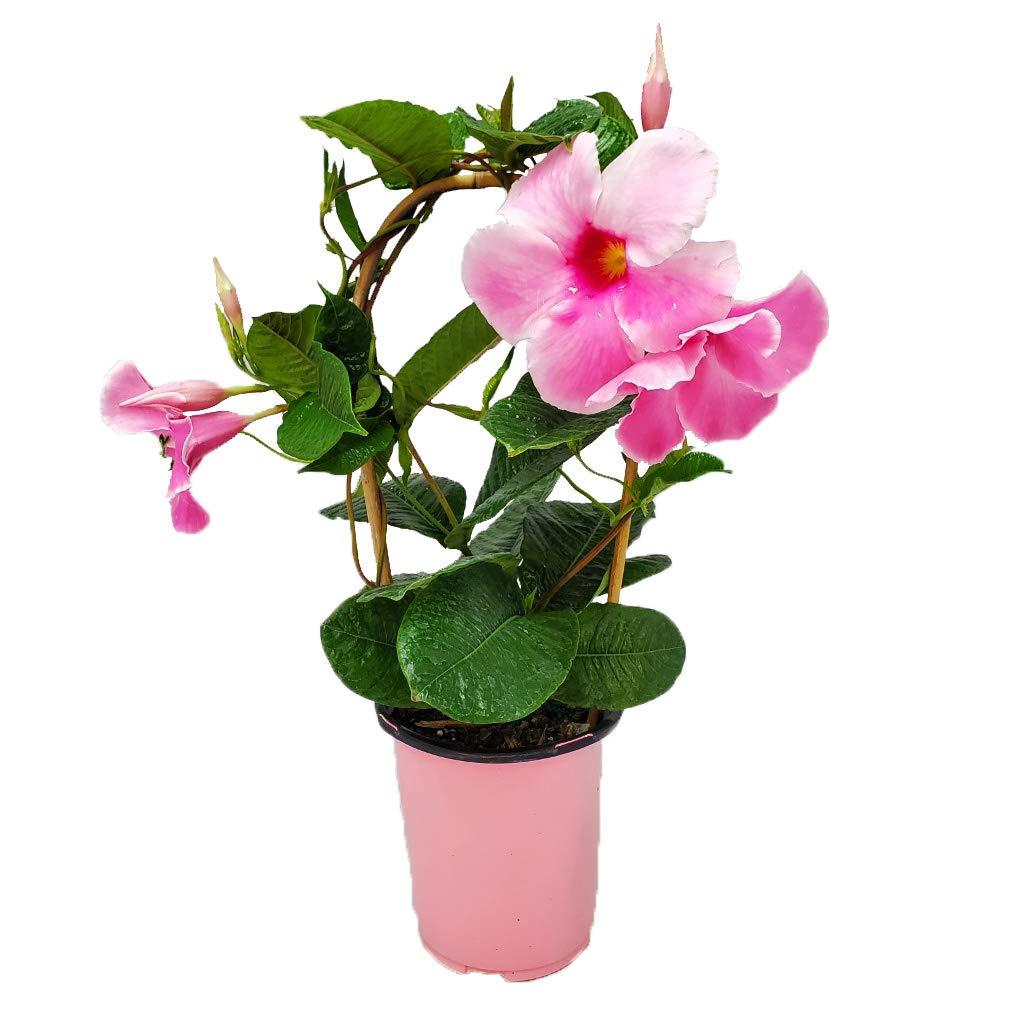 Mandevilla, Pink, Teepee - View 10 from www redcrocus com