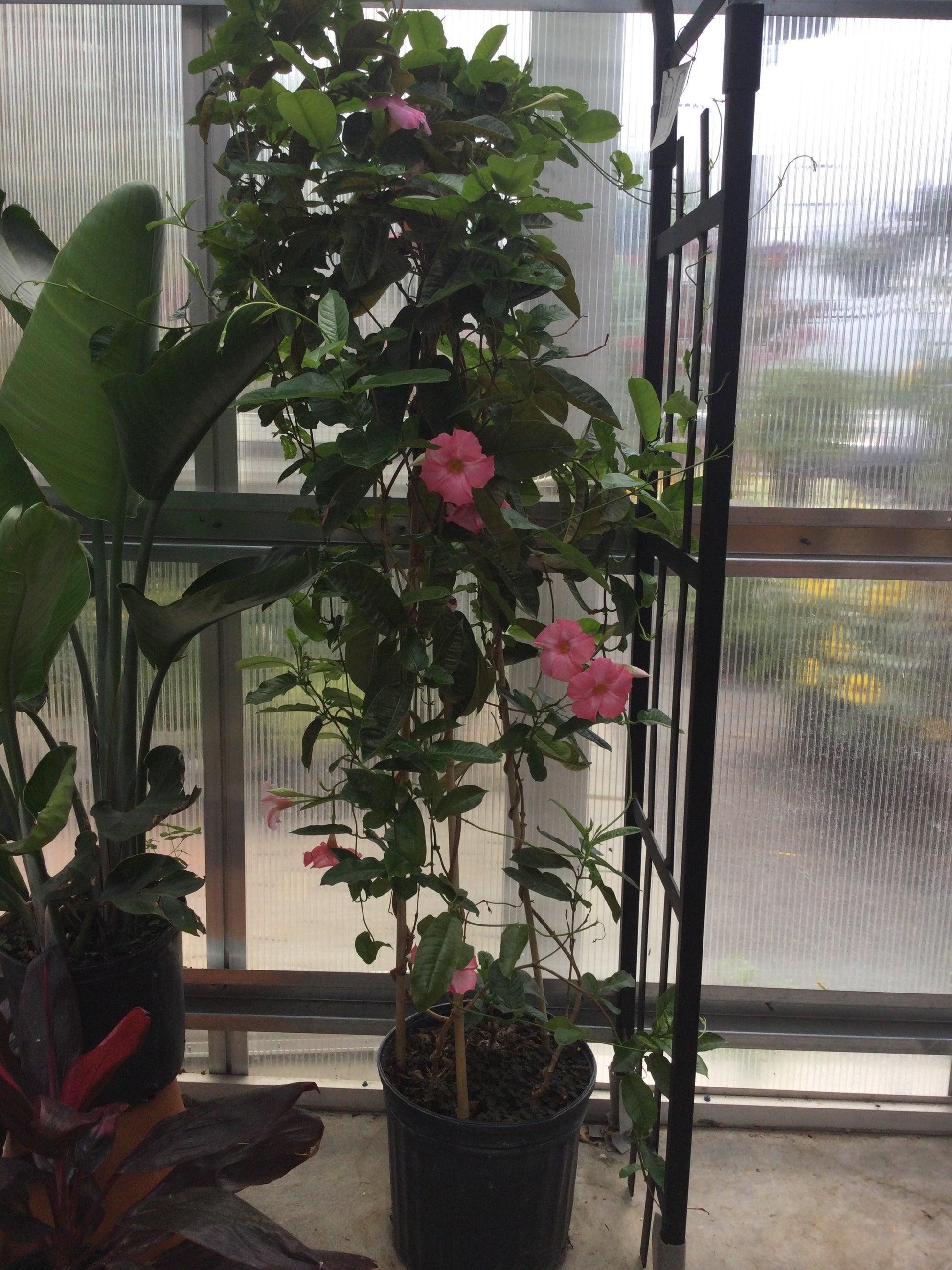 Mandevilla, Pink, Teepee - View 13 from www redcrocus com