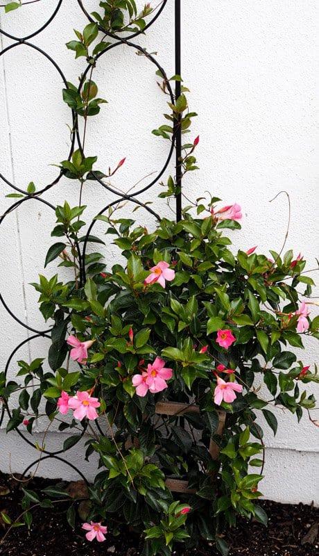 Mandevilla, Pink, Teepee - View 14 from www redcrocus com