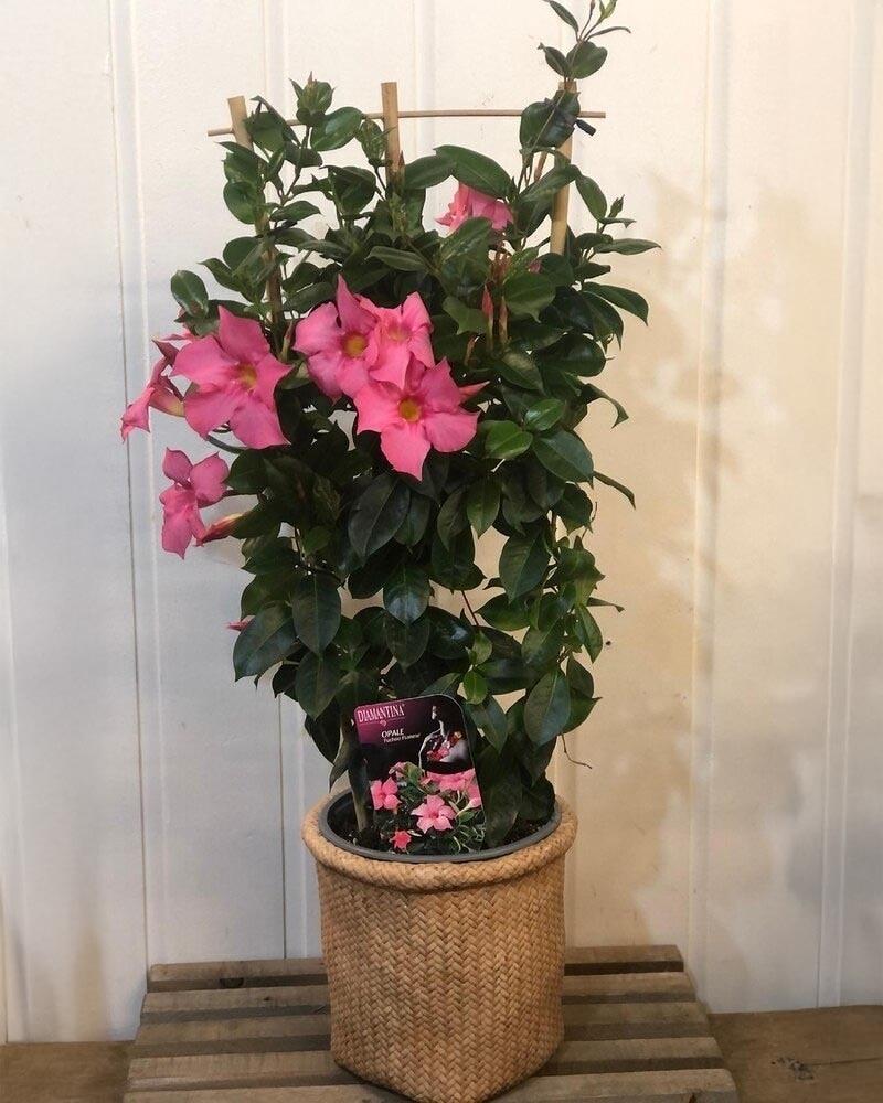 Mandevilla, Pink, Teepee - View 17 from www redcrocus com