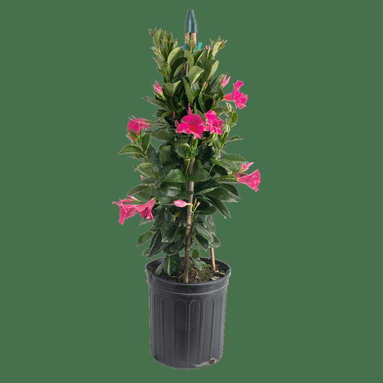 Mandevilla, Pink, Teepee - View 18 from www redcrocus com