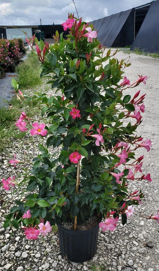 Mandevilla, Pink, Teepee - View 1 from www redcrocus com