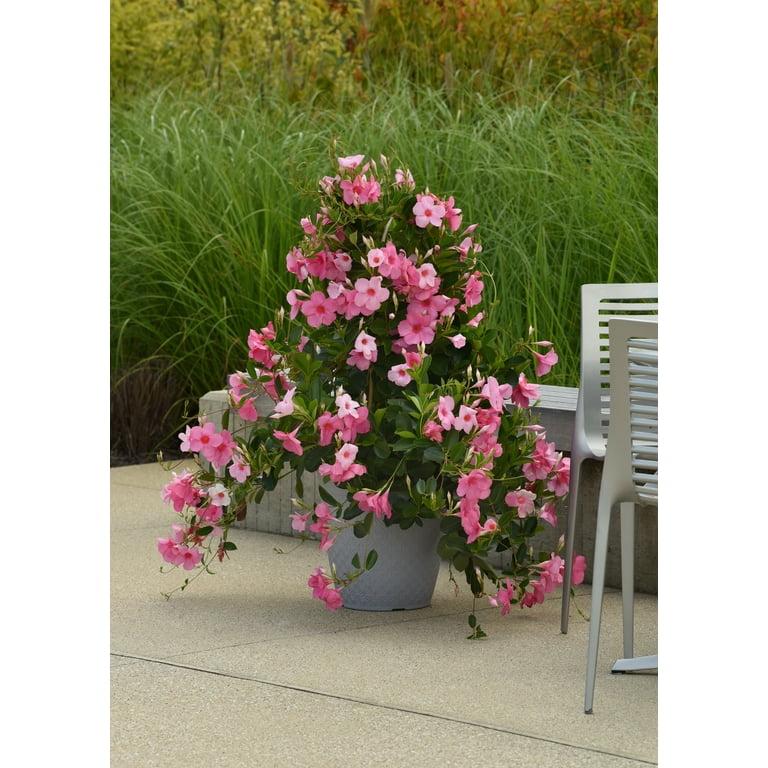 Mandevilla, Pink, Teepee - View 21 from www redcrocus com