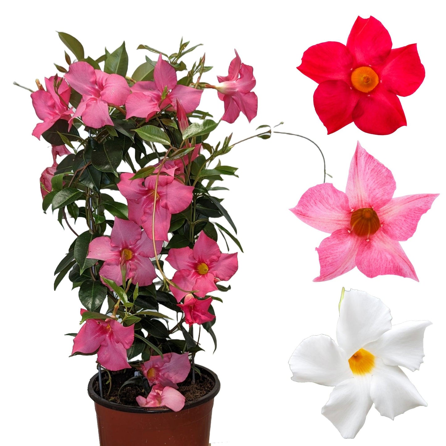 Mandevilla, Pink, Teepee - View 3 from www redcrocus com