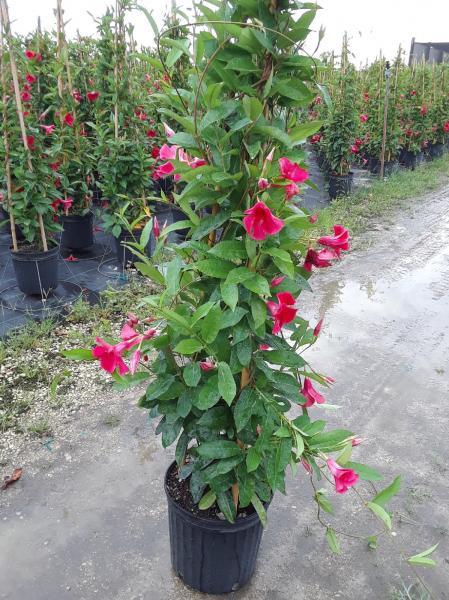 Mandevilla, Pink, Teepee - View 5 from www redcrocus com