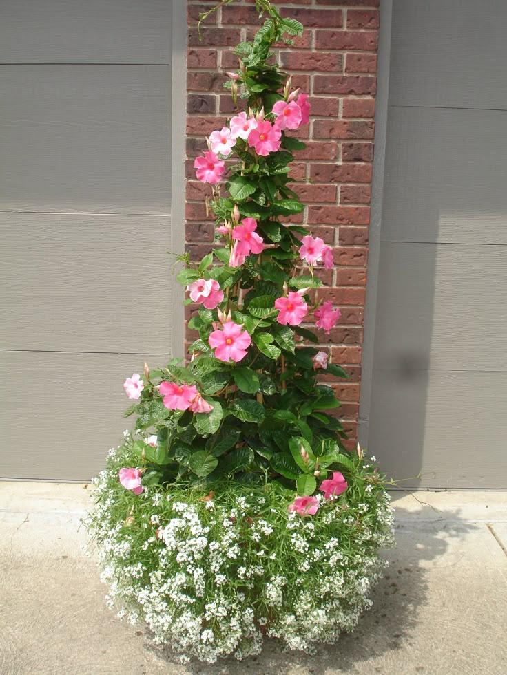 Mandevilla, Pink, Teepee - View 6 from www redcrocus com