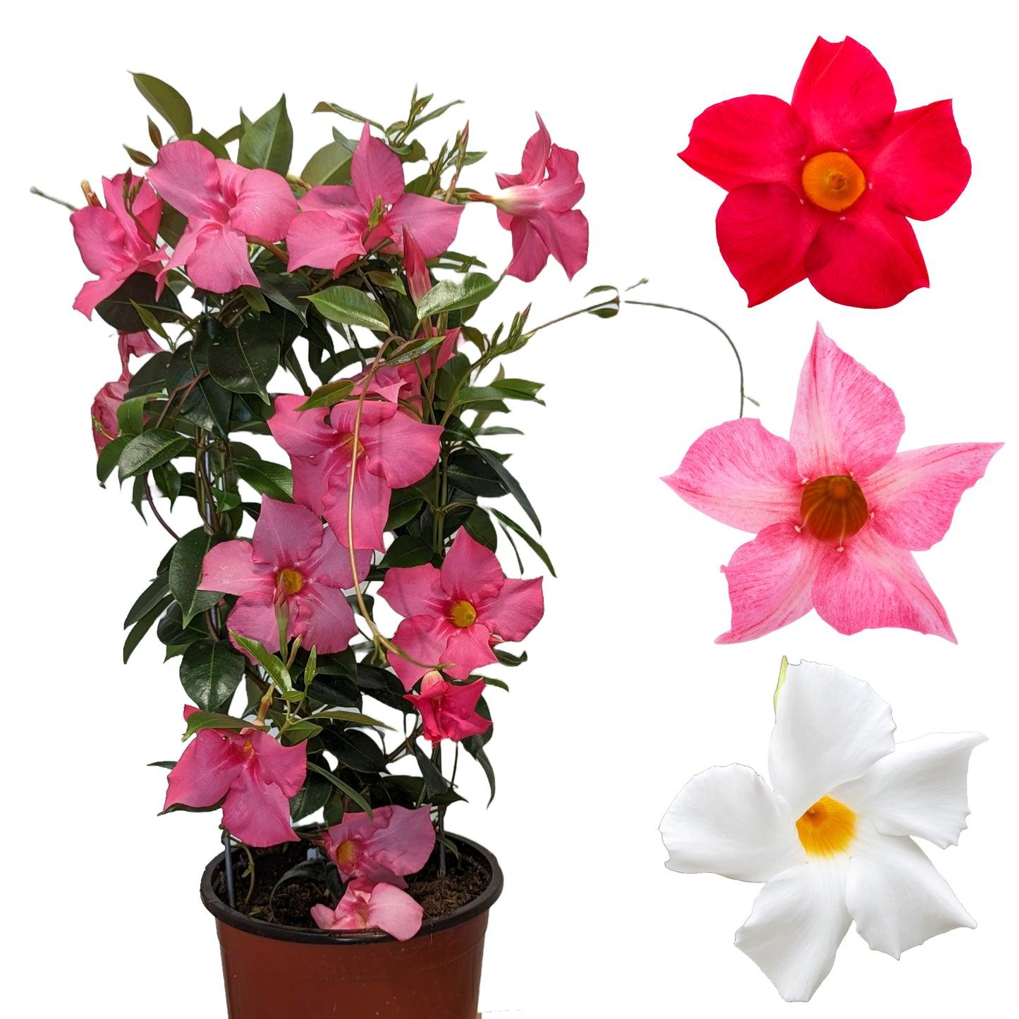 Mandevilla, Pink, Teepee - View 7 from www redcrocus com