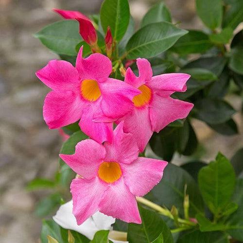 Mandevilla, Pink, Teepee - View 9 from www redcrocus com