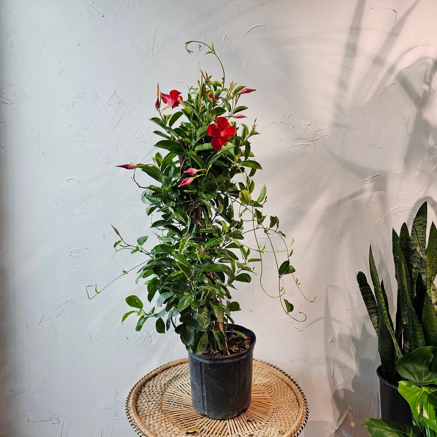 Mandevilla, Red, Teepee - View 10 from www redcrocus com
