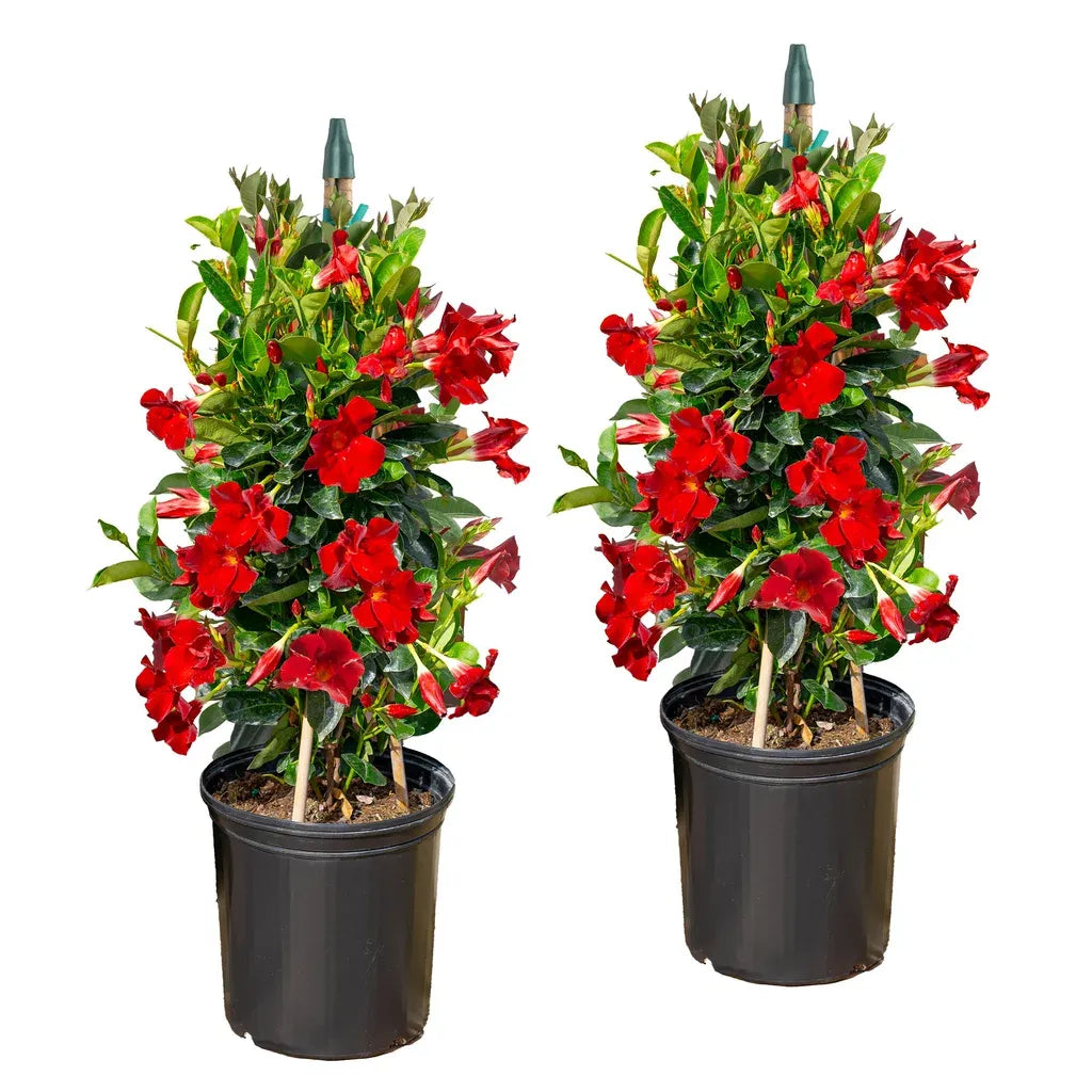 Mandevilla, Red, Teepee - View 17 from www redcrocus com