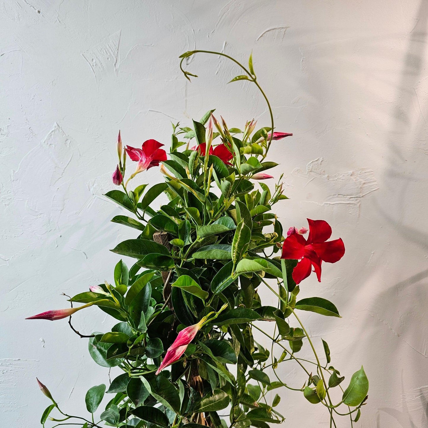 Mandevilla, Red, Teepee - View 18 from www redcrocus com
