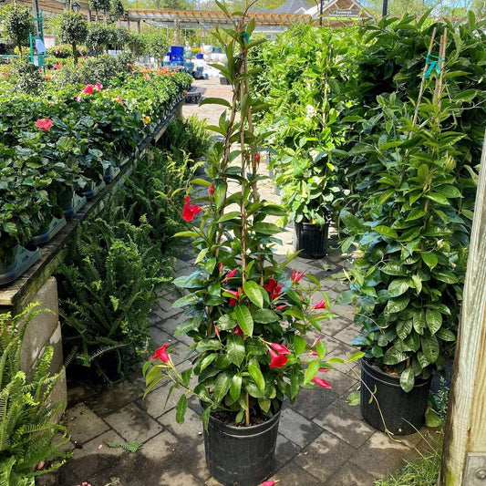 Mandevilla, Red, Teepee - View 1 from www redcrocus com
