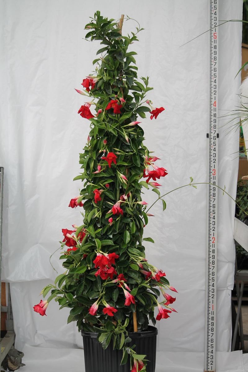 Mandevilla, Red, Teepee - View 25 from www redcrocus com