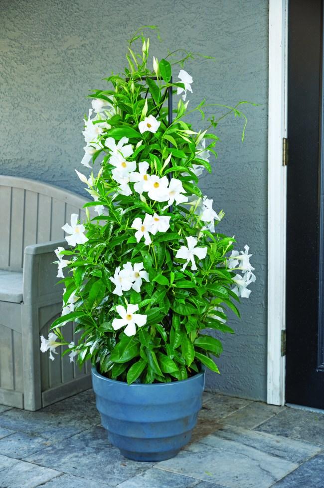 Mandevilla, Red, Teepee - View 28 from www redcrocus com