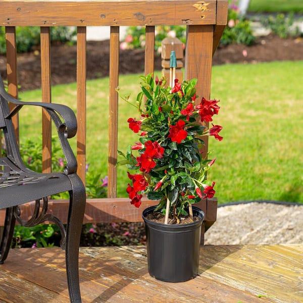Mandevilla, Red, Teepee - View 2 from www redcrocus com