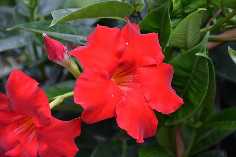 Mandevilla, Red, Teepee - View 7 from www redcrocus com