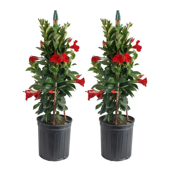 Mandevilla, Red, Teepee - View 8 from www redcrocus com