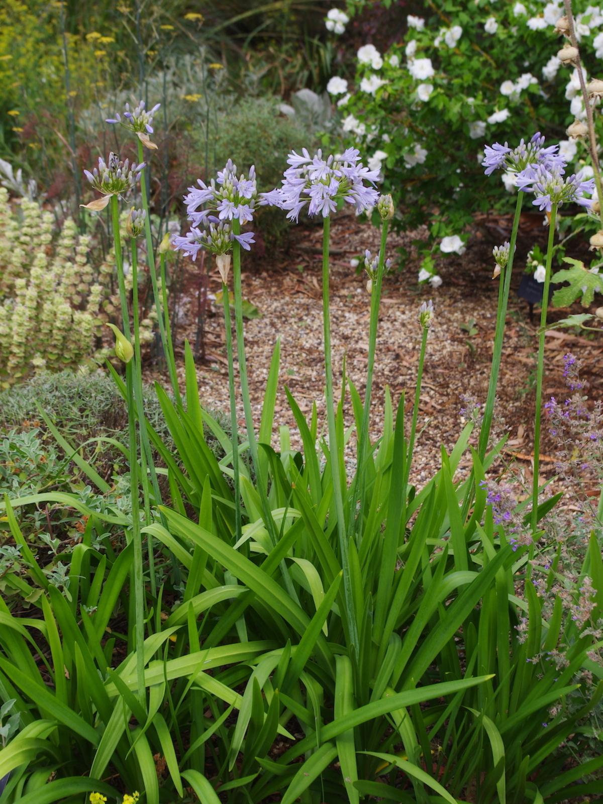Agapanthus 'full Moon' - View 12 from www redcrocus com