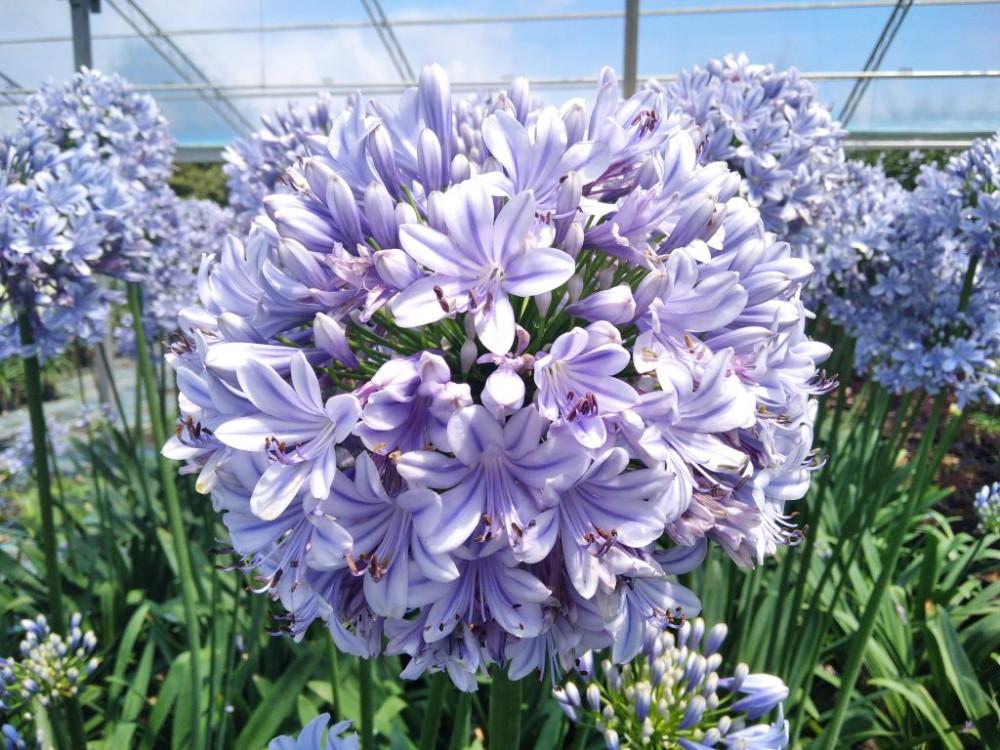 Agapanthus 'full Moon' - View 13 from www redcrocus com