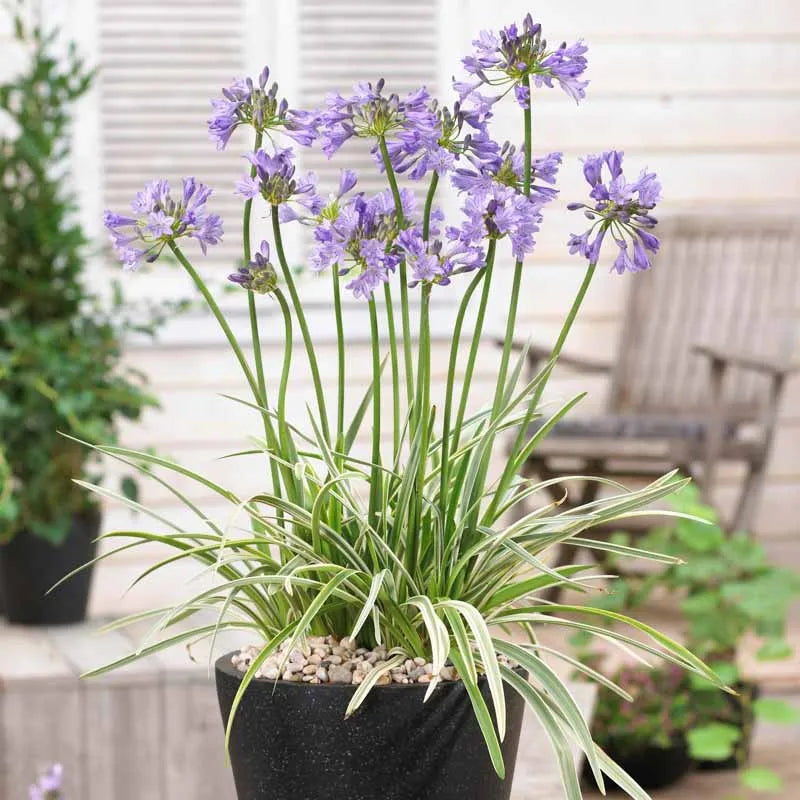 Agapanthus 'full Moon' - View 14 from www redcrocus com
