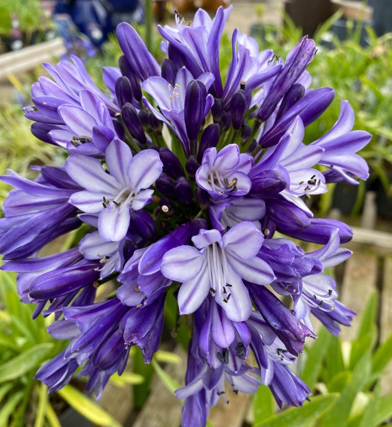 Agapanthus 'full Moon' - View 15 from www redcrocus com