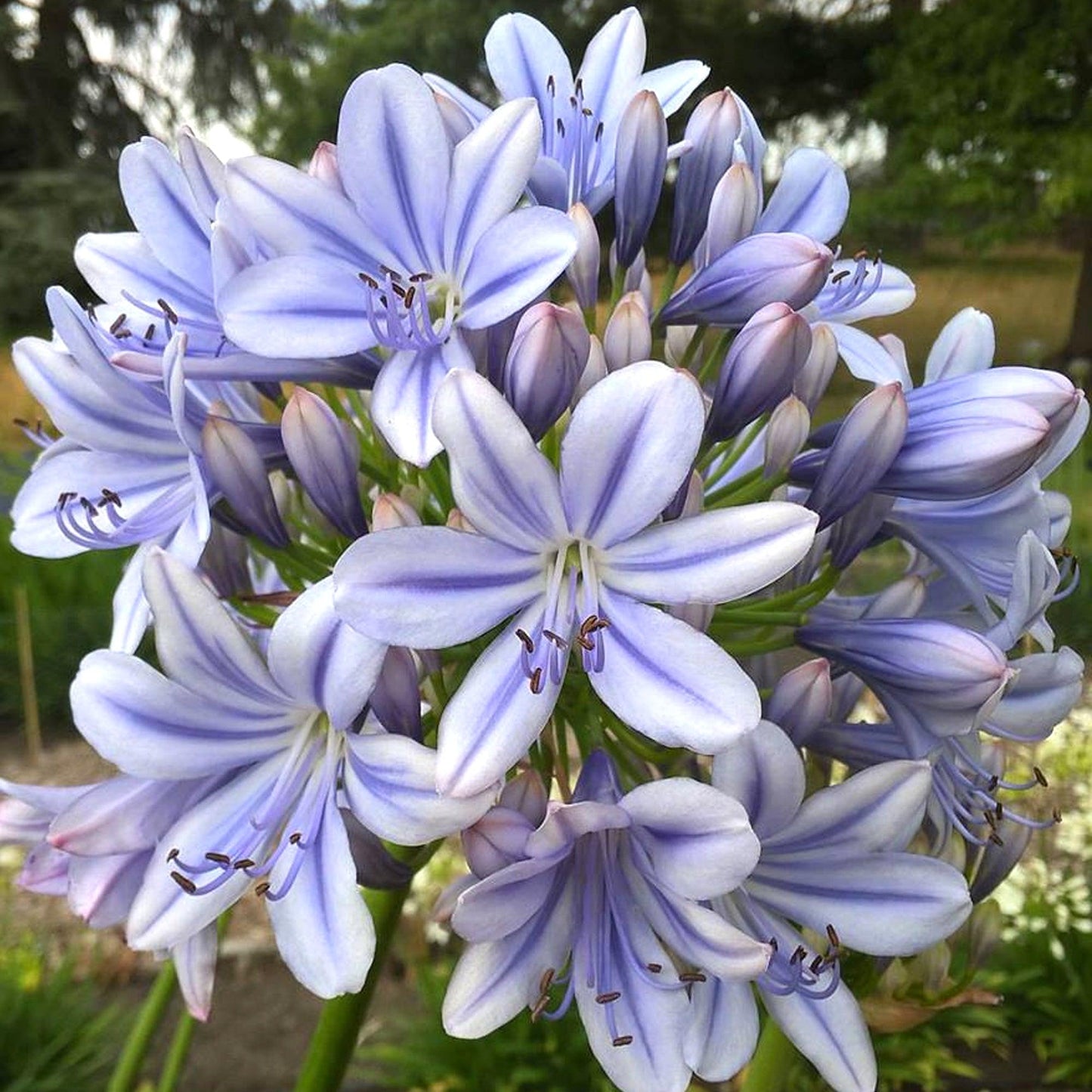 Agapanthus 'full Moon' - View 16 from www redcrocus com
