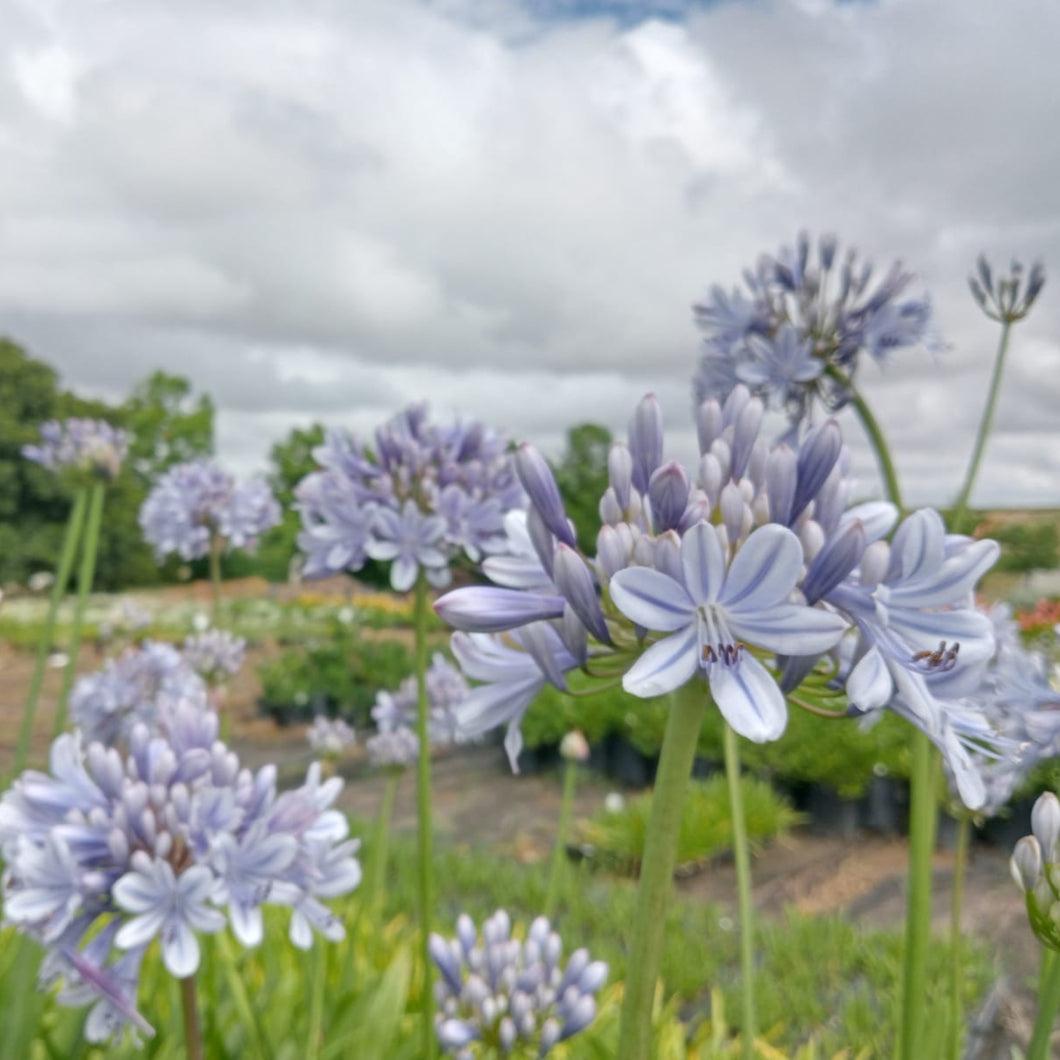 Agapanthus 'full Moon' - View 17 from www redcrocus com