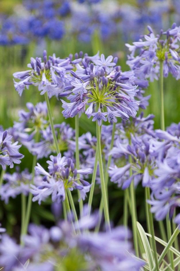 Agapanthus 'full Moon' - View 18 from www redcrocus com