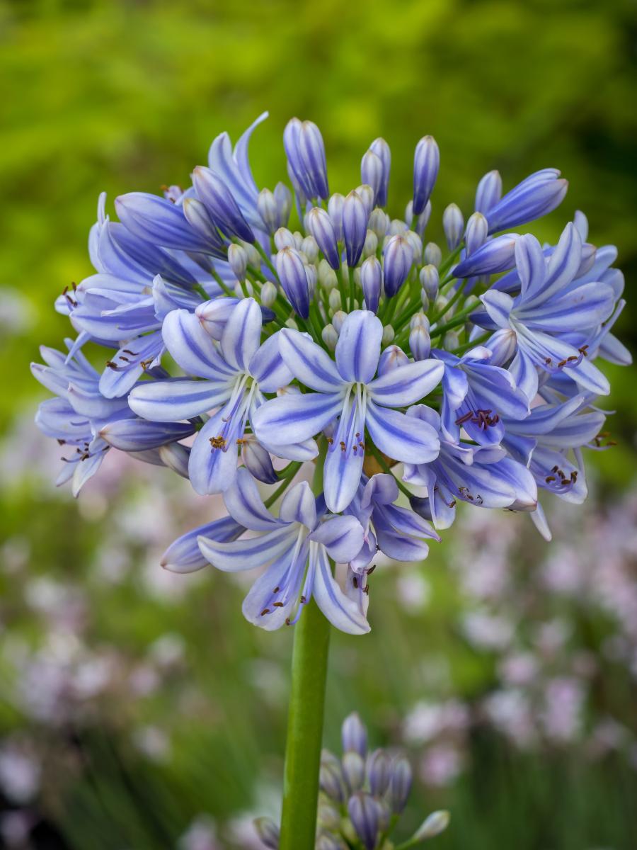Agapanthus 'full Moon' - View 19 from www redcrocus com