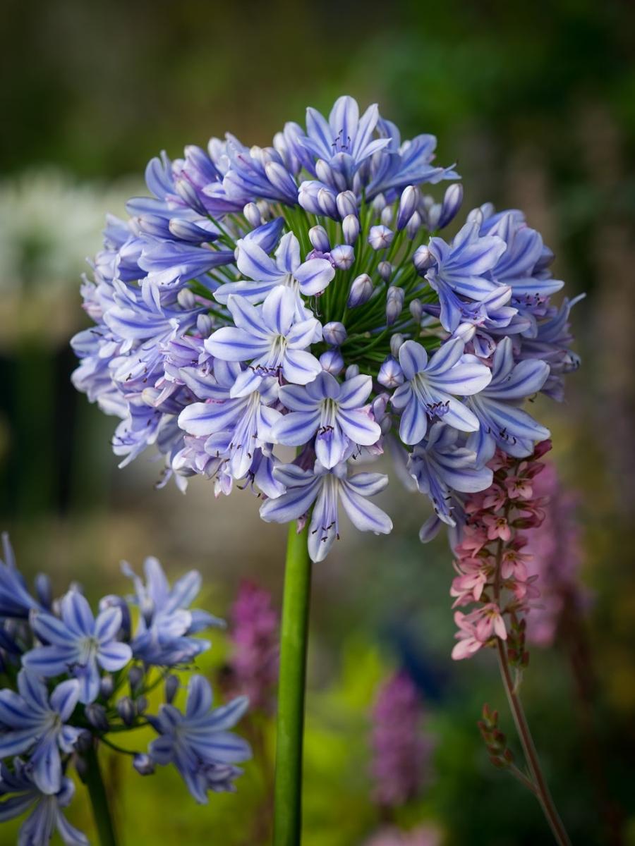 Agapanthus 'full Moon' - View 1 from www redcrocus com