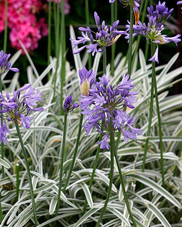 Agapanthus 'full Moon' - View 20 from www redcrocus com