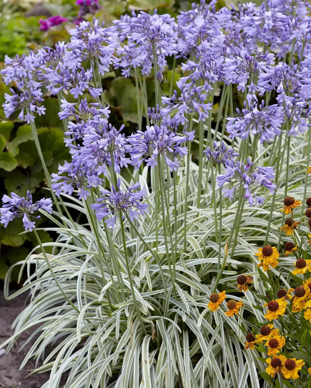 Agapanthus 'full Moon' - View 22 from www redcrocus com
